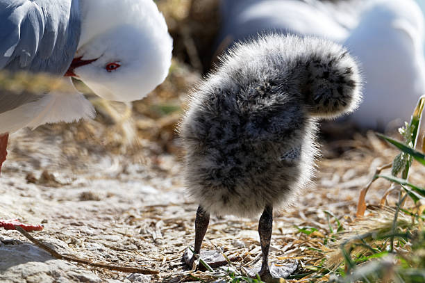 A fluffy red billed gull chick is grooming itself, its mother is doing the same in the background