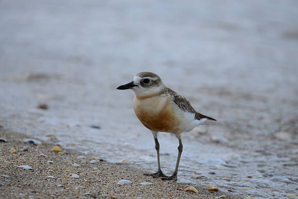 istock New Zealand dotteral, side on 2243310229