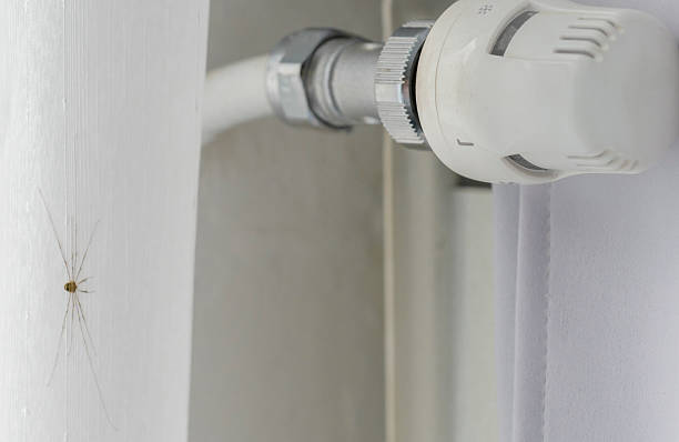 istock Spider climbing on a white wall near a heating pipe in a modern home setting during daylight hours 2243311646