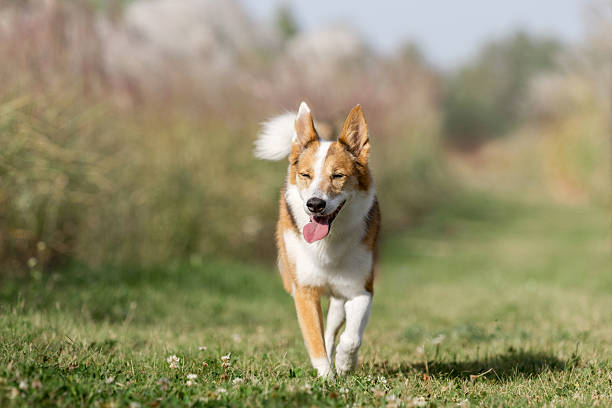 Active Mixed Breed Dog Running Through Natural Grass Field