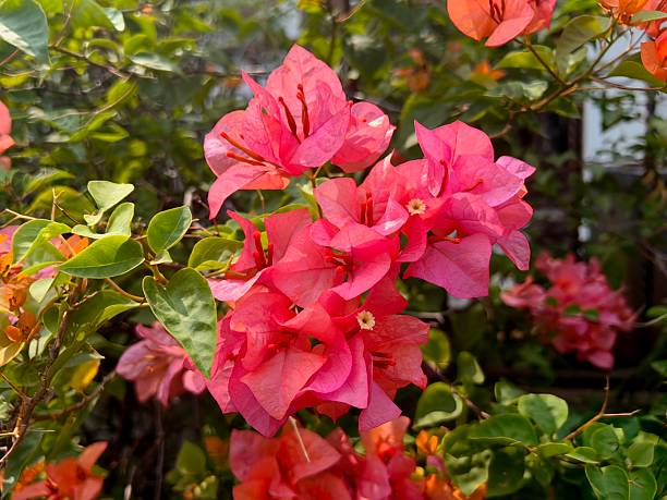 istock Paper flower, also known as bougainvillea (Bougainvillea) 2243318581