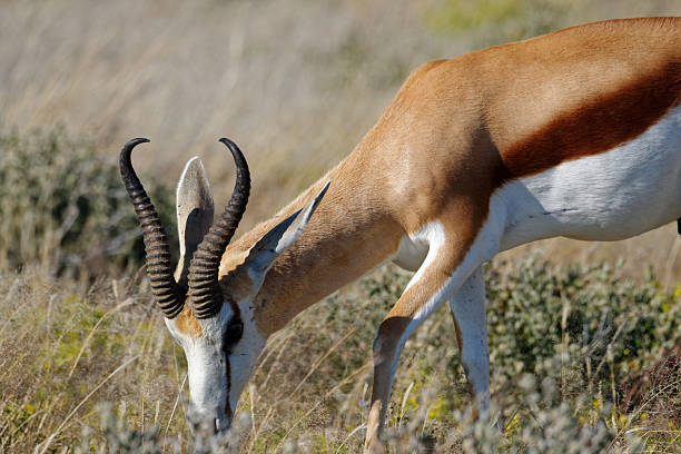 istock A Springbok in Etosha National Park, Namibia 2243320078