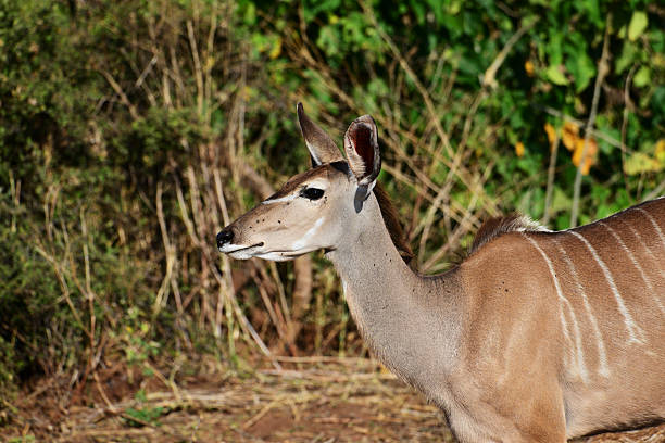 portrait of Kudu in Chobe national park in Botswana