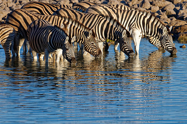 Zebras at a waterhole in Etosha National Park, Namibia