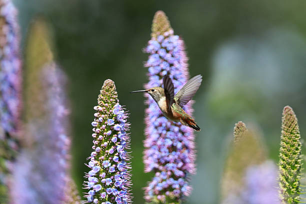 istock Allen's Hummingbird 2243327296
