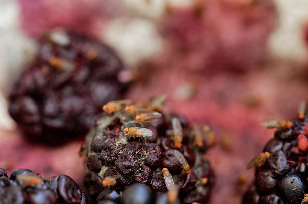 istock Fruit flies have found some blackberries that are going off, they are having a feast 2243328504