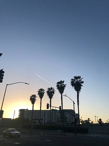 istock 5 Palm Trees, Sunset in San Jose 2243337735