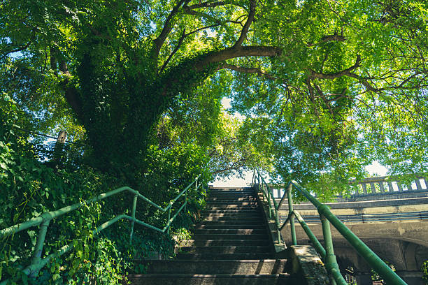 View up stairs to a bridge in the sheltering green shadow of a massive tree, with brush and ivy growing nearby. Taken while walking in the Seattle urban area on a clear July day.