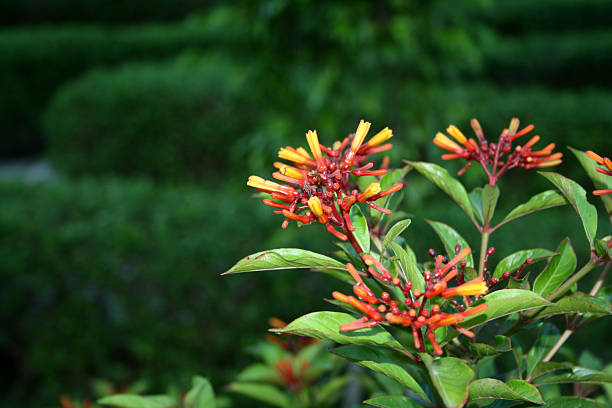 istock Firebush (Hamelia patens) has orangish-red tubular flowers. 2243340069