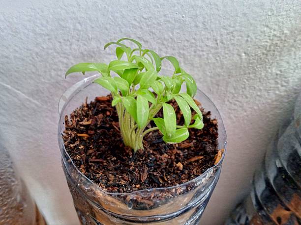 istock Plants planted in used plastic bottle pots 2243340335