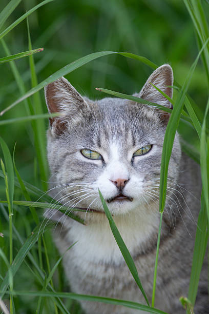 istock Cute cat peeking out from the grass 2243341456