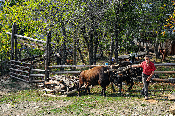 Kastamonu, Türkiye - October 27, 2009 : A man carrying trees with two oxen on a traditional sled - Küre Mountains National Park