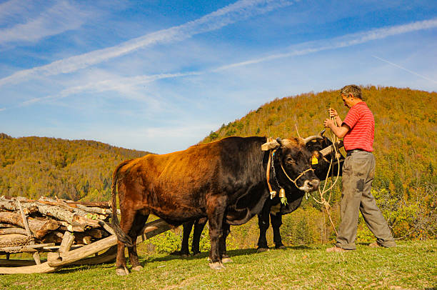 Kastamonu, Türkiye - October 27, 2009 : A man carrying trees with two oxen on a traditional sled, tying the rope - Küre Mountains National Park