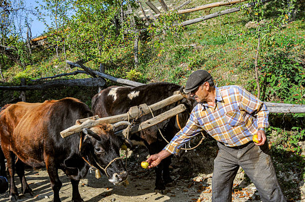 Kastamonu, Türkiye - October 27, 2009 : A man with two oxen is feeding apples - Küre Mountains National Park