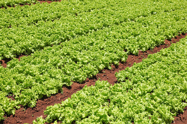 istock Field of Lettuce - Dalat Vietnam 2243343207