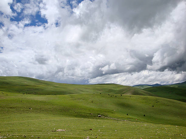 A vast green grassland under a cloudy sky with some animals scattered, showcasing a natural and serene landscape.