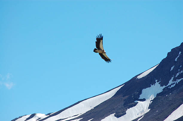 istock Majestic condor flying over snowy mountain peaks 2243343451