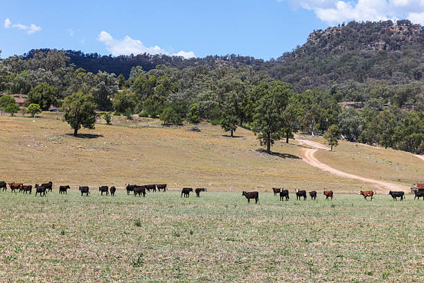istock Bylong Valley - NSW Australia - Farmland 2243343461