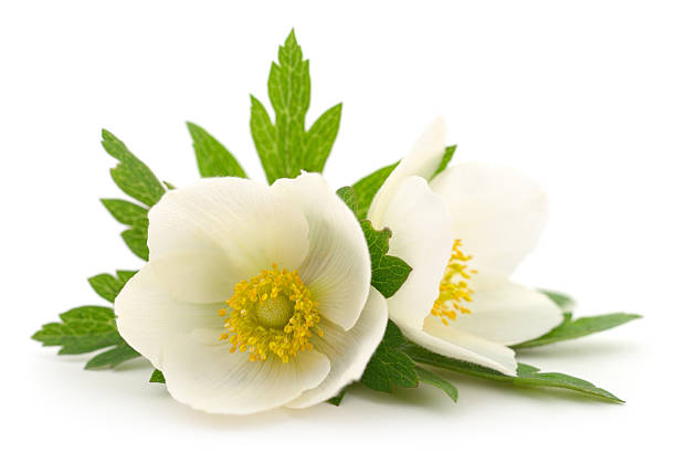 Snowdrop anemone,  snowdrop windflowe
