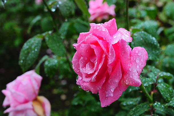 istock Raindrops drip on a beautifully blooming rose 2243347245