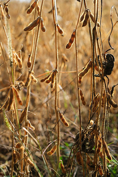 Ripe Soybean Plants are Ready for Harvest.