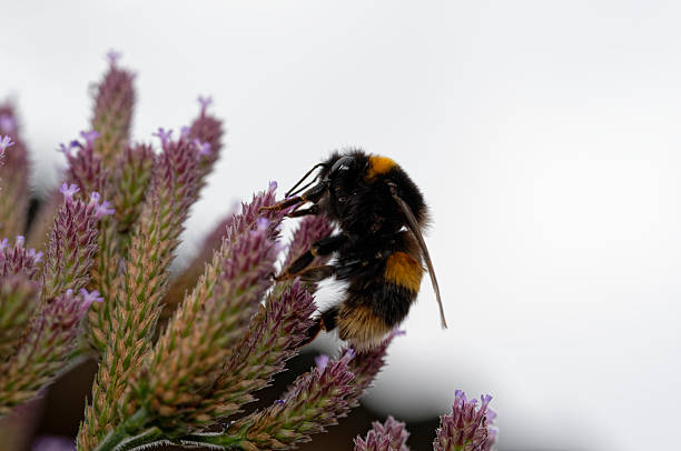 istock A buff-tailed bumble bee is feeding on a flower 2243348511