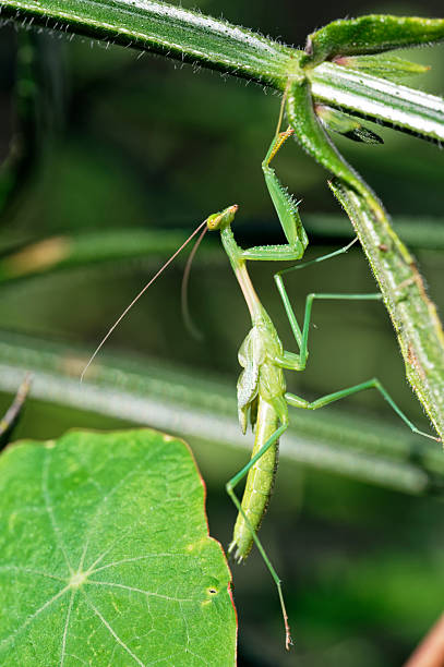 istock A preying mantis after a molt, nymphs typically undergo several molts, shedding their exoskeleton to accommodate growth and development. 2243348516