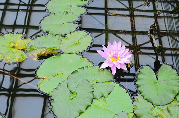istock Beautiful blooming lotus flowers 2243350644