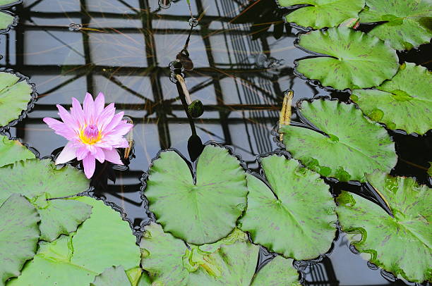 istock Beautiful blooming lotus flowers 2243350659