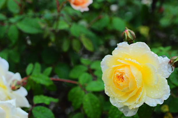 istock Raindrops drip on a beautifully blooming rose 2243351170
