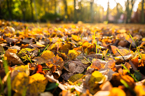 istock Colorful autumn leaves scattered on ground with sunlight filtering through trees 2243351844