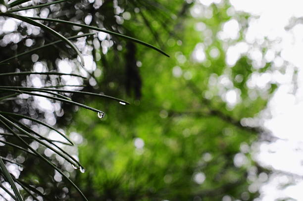 Water droplets on the tips of Japanese pine needles