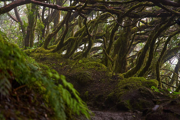 istock Mossy laurisilva trees in Anaga, Tenerife 2243351991