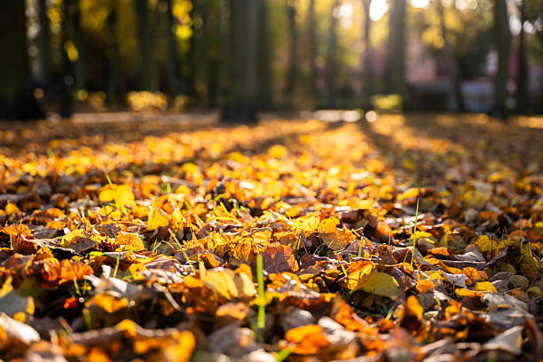 istock Autumn leaves covering ground in vibrant colors with sunlight through trees 2243352003