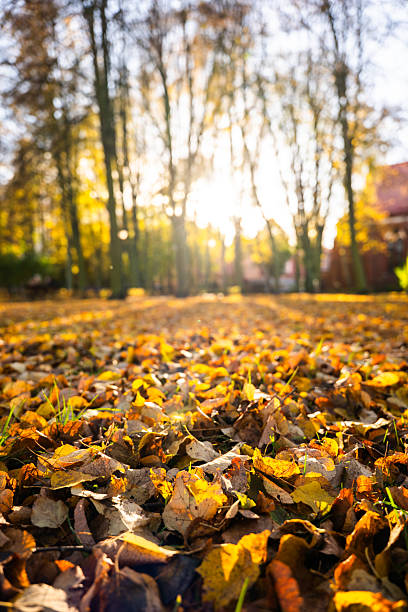 istock Autumn leaves covering ground with sunlight filtering through trees 2243352047