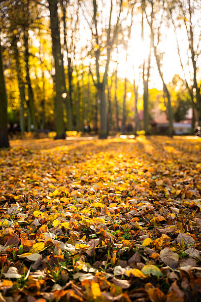 istock Autumn landscape with colorful fallen leaves and sun shining through trees 2243352106