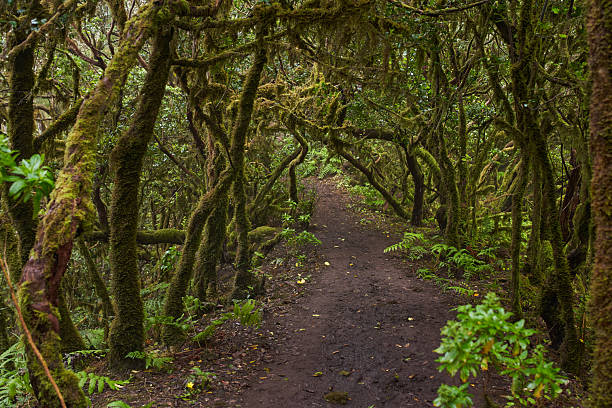 istock Hiking trail through laurisilva forest 2243352179