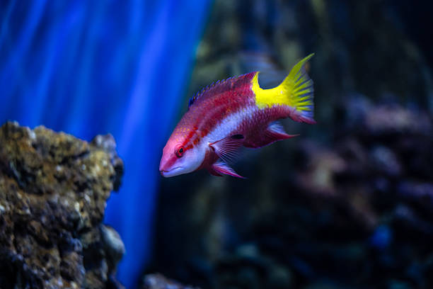 A vibrant Cuban hogfish (Bodianus pulchellus) swims in a coral reef environment. Its brilliant red body and bright yellow tail contrast beautifully with the deep blue water and rocky surroundings. Native to the western Atlantic and Caribbean regions, this reef fish is a striking example of marine biodiversity, often found exploring coral formations in clear tropical waters.