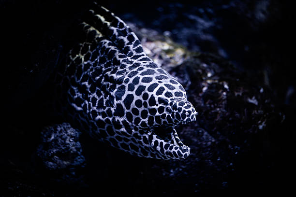 A close-up view of a honeycomb moray eel (Gymnothorax favagineus) captured in its natural underwater habitat. The eel’s striking black and white pattern stands out against the dark background of rocks and shadows. Its mouth is open, revealing sharp teeth, as it emerges from its hiding spot in a coral reef.