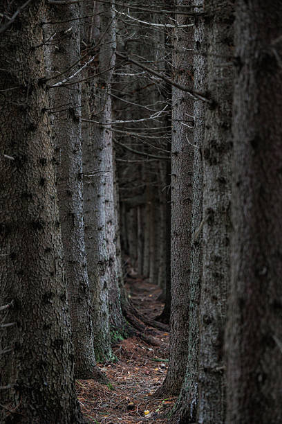 serene mossy pathway through shadowy trees, quiet forest walk wrapped in autumnal hues and mystery