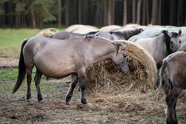 A Polish horse grazing in a forest in a herd. Selective focus.