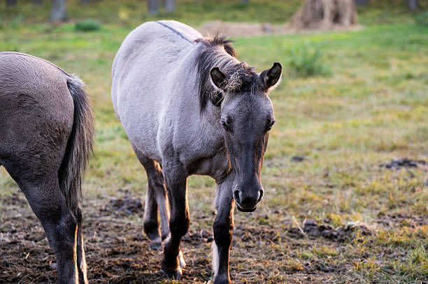istock A Polish horse grazing in a forest in a herd. Selective focus. 2243355542