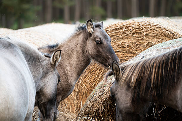 istock A Polish horse grazing in a forest in a herd. Selective focus. 2243355879