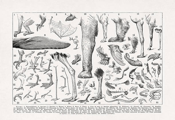 Black and white illustration about animal legs by Adolphe Philippe Millot in an old French dictionary.