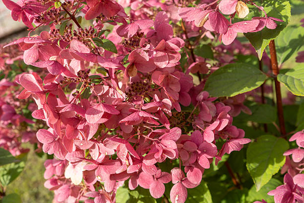istock Close up of hydrangea flower. 2243357892
