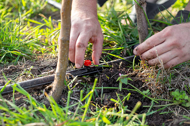 istock A man adjusts drip irrigation with a dripper at the base of a young tree in a garden 2243358514