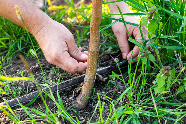 istock A gardeners hands adjust a drip irrigation system near a young tree in the garden 2243358519