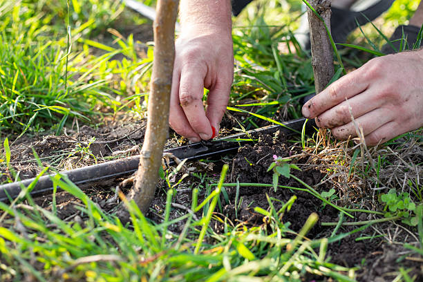 istock A gardeners hands adjust a drip irrigation system near a young tree in the garden 2243358533