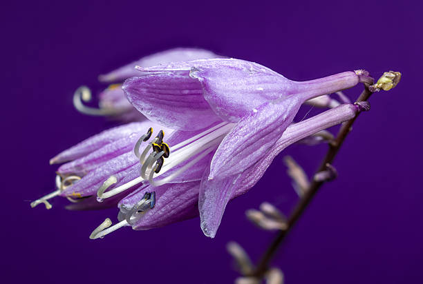istock Purple Passion Hosta Bloom Against a Monochromatic Background 2243360200