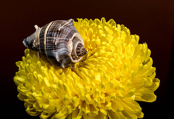 A beautiful and intricate sea shell with a striking spiral pattern rests on the vibrant golden petals of a chrysanthemum, highlighted by water droplets